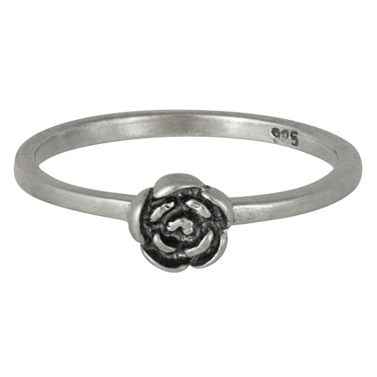 R073 Rose